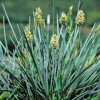 Sesleria Nitida Glauca